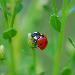 Preview wallpaper ladybug, grass, leaves, plant, climbing, insect