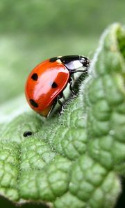 Preview wallpaper ladybug, grass, leaves