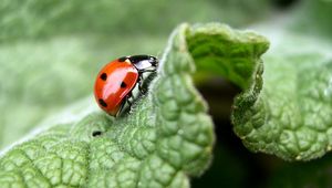 Preview wallpaper ladybug, grass, leaves