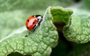 Preview wallpaper ladybug, grass, leaves