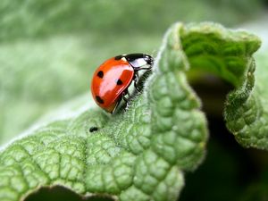 Preview wallpaper ladybug, grass, leaves