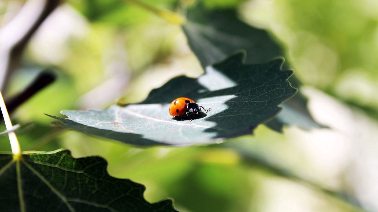 Wallpaper ladybug, grass, leaves, shadow