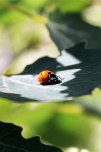 Preview wallpaper ladybug, grass, leaves, shadow