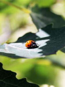 Preview wallpaper ladybug, grass, leaves, shadow