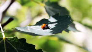 Preview wallpaper ladybug, grass, leaves, shadow