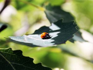 Preview wallpaper ladybug, grass, leaves, shadow