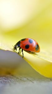 Preview wallpaper ladybug, grass, light, crawling, insect