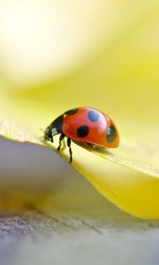 Preview wallpaper ladybug, grass, light, crawling, insect