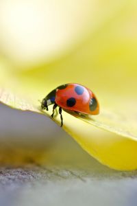 Preview wallpaper ladybug, grass, light, crawling, insect