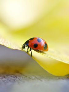 Preview wallpaper ladybug, grass, light, crawling, insect