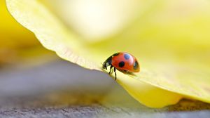 Preview wallpaper ladybug, grass, light, crawling, insect