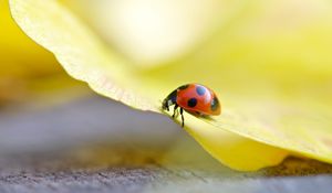 Preview wallpaper ladybug, grass, light, crawling, insect