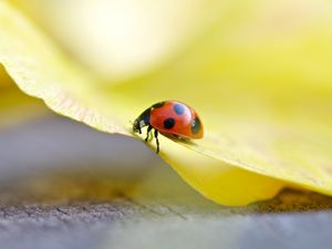 Preview wallpaper ladybug, grass, light, crawling, insect