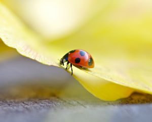 Preview wallpaper ladybug, grass, light, crawling, insect