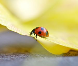 Preview wallpaper ladybug, grass, light, crawling, insect