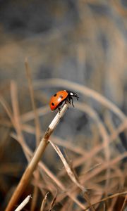 Preview wallpaper ladybug, grass, macro, focus