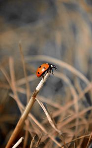 Preview wallpaper ladybug, grass, macro, focus