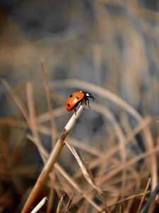 Preview wallpaper ladybug, grass, macro, focus