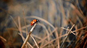 Preview wallpaper ladybug, grass, macro, focus