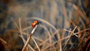 Preview wallpaper ladybug, grass, macro, focus