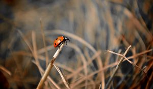 Preview wallpaper ladybug, grass, macro, focus