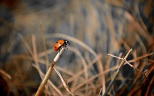 Preview wallpaper ladybug, grass, macro, focus