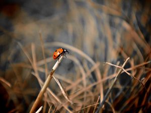 Preview wallpaper ladybug, grass, macro, focus