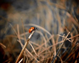 Preview wallpaper ladybug, grass, macro, focus