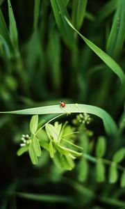 Preview wallpaper ladybug, grass, plants, macro