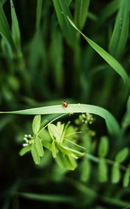 Preview wallpaper ladybug, grass, plants, macro