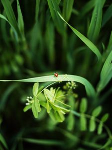 Preview wallpaper ladybug, grass, plants, macro
