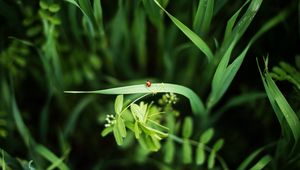 Preview wallpaper ladybug, grass, plants, macro