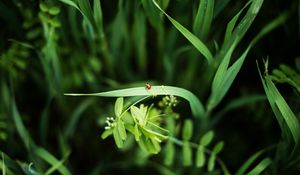 Preview wallpaper ladybug, grass, plants, macro