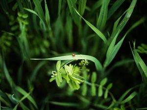 Preview wallpaper ladybug, grass, plants, macro