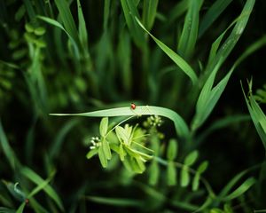Preview wallpaper ladybug, grass, plants, macro