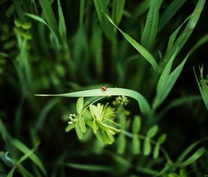 Preview wallpaper ladybug, grass, plants, macro