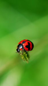 Preview wallpaper ladybug, grass, surface, insect