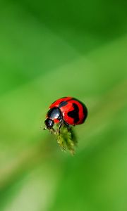 Preview wallpaper ladybug, grass, surface, insect