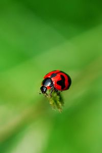 Preview wallpaper ladybug, grass, surface, insect