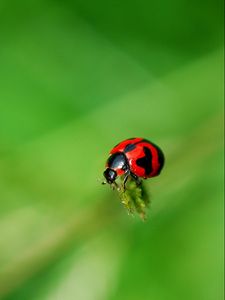 Preview wallpaper ladybug, grass, surface, insect