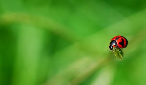 Preview wallpaper ladybug, grass, surface, insect