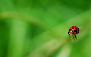 Preview wallpaper ladybug, grass, surface, insect