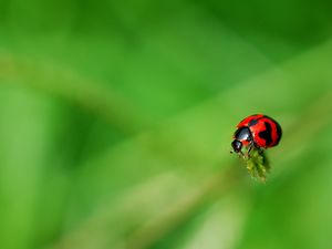 Preview wallpaper ladybug, grass, surface, insect