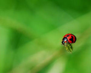 Preview wallpaper ladybug, grass, surface, insect