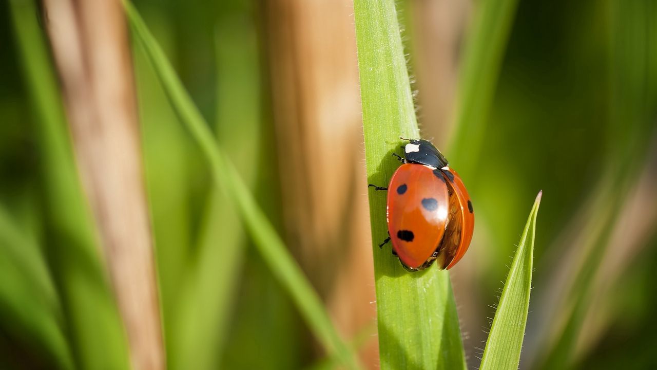 Wallpaper ladybug, grass, wings, insect
