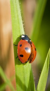 Preview wallpaper ladybug, grass, wings, insect