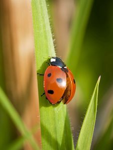 Preview wallpaper ladybug, grass, wings, insect