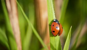 Preview wallpaper ladybug, grass, wings, insect