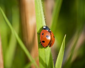 Preview wallpaper ladybug, grass, wings, insect