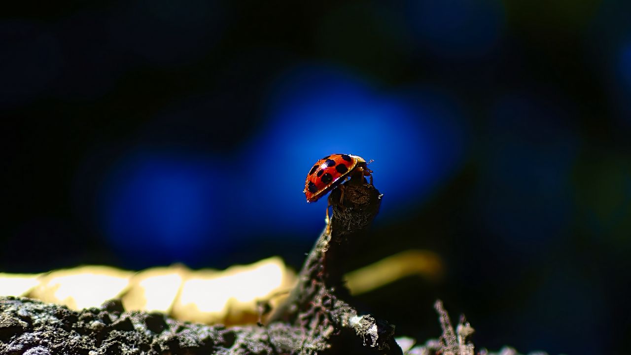 Wallpaper ladybug, insect, branch, macro